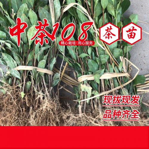 中茶108茶苗 中茶108茶树苗基地