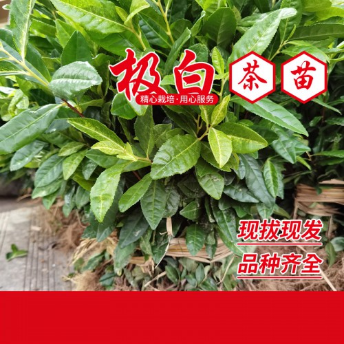 中白1号茶苗 中白2号茶苗 中白4号茶苗