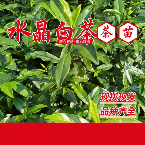 出售白茶苗 白茶茶树苗基地