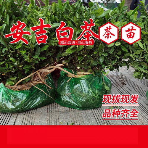 新安4号茶苗 奶白茶苗
