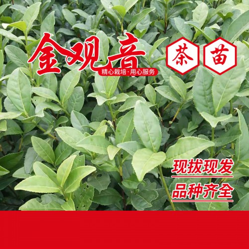 金香玉茶苗 金镶玉茶苗