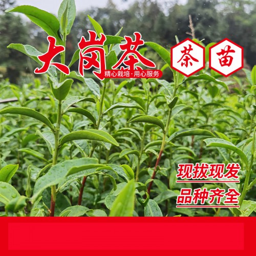 龙井早黄茶苗 龙井早黄茶树苗 龙井黄优质黄茶苗