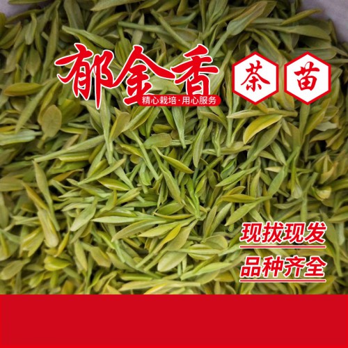 郁金香茶苗 御金香茶叶苗 口感好黄茶苗
