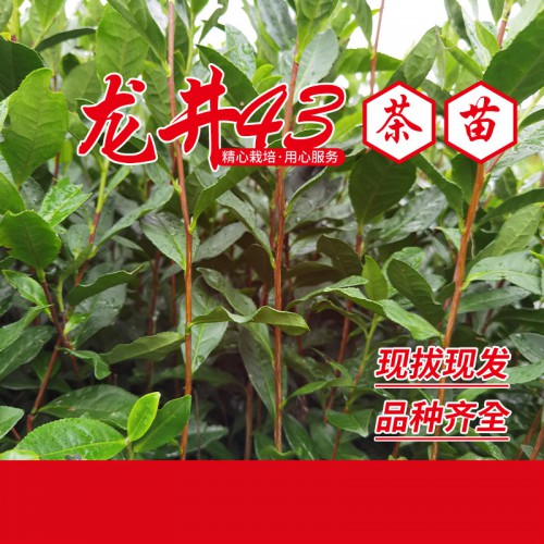 龙井43茶苗 龙井43茶叶苗 龙井43茶树苗
