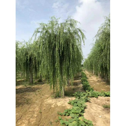 垂柳树苗 树苗批发