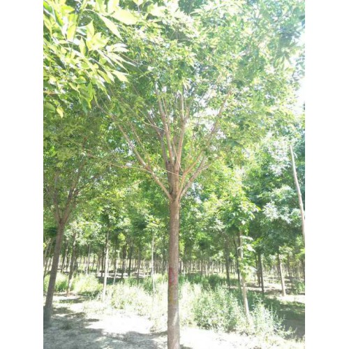 白蜡 老式白蜡 白蜡树苗