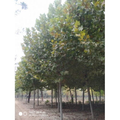 法桐树 园林法桐树苗