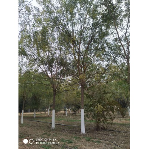 绿化国槐 国槐树苗