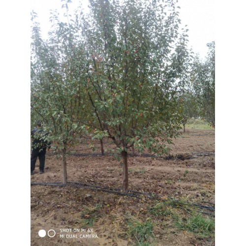 西府海棠价格 绚丽海棠