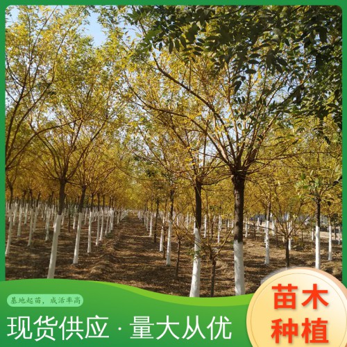 金枝国槐 金叶国槐