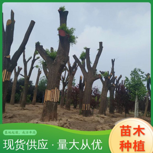 国槐树 造型国槐树 国槐树价格