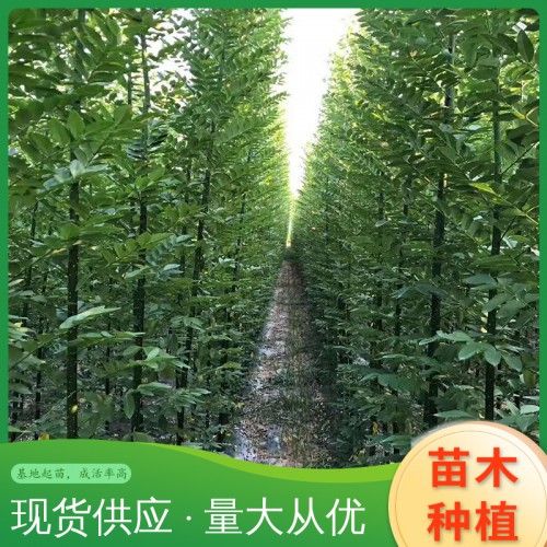 淑女国槐 国槐树批发 国槐树