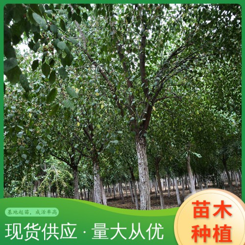 丝棉木 山东丝棉木树
