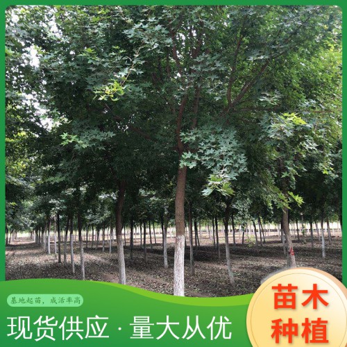 五角枫 优质五角枫 五角枫树苗