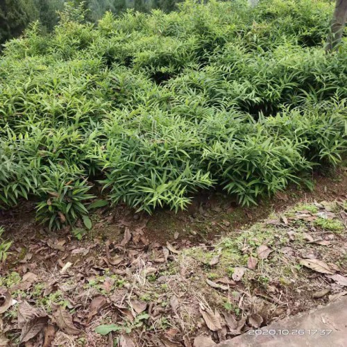 黄精苗   种植基地