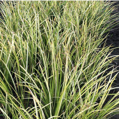 石菖蒲苗  石菖蒲苗批发基地