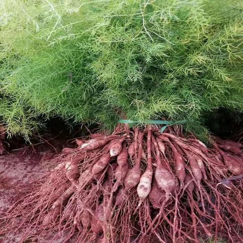 天冬种植基地 天冬苗 基地批发