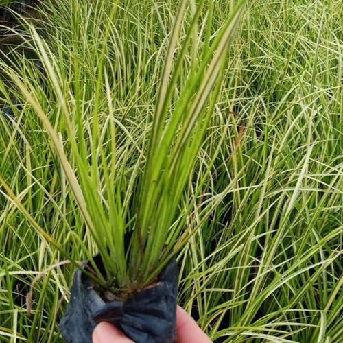 金线石菖蒲 石菖蒲苗批发基地