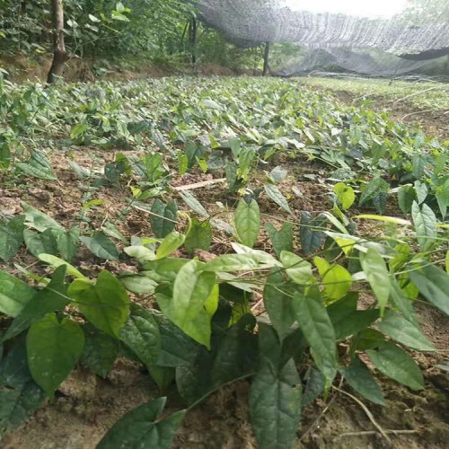 地苦胆苗  种苗批发