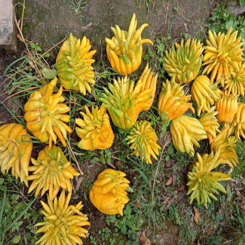 佛手苗 佛手种植基地