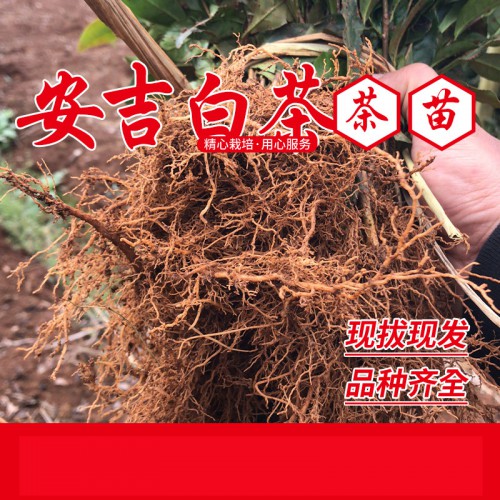 安吉白茶茶苗、安吉白茶茶叶苗