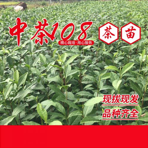 中茶108茶苗、中茶108茶叶苗