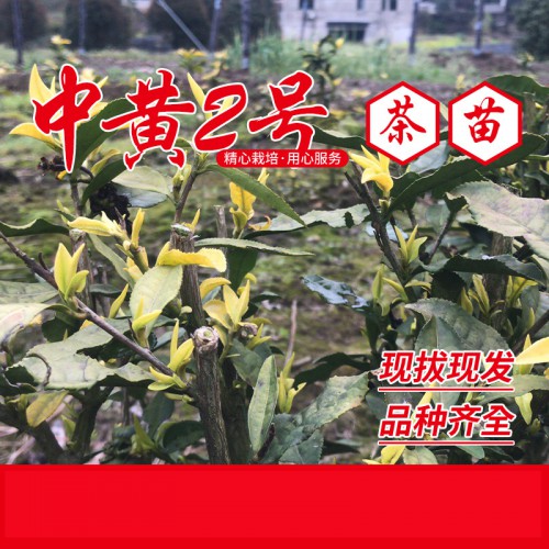 中黄2号茶苗、中黄2号茶叶苗