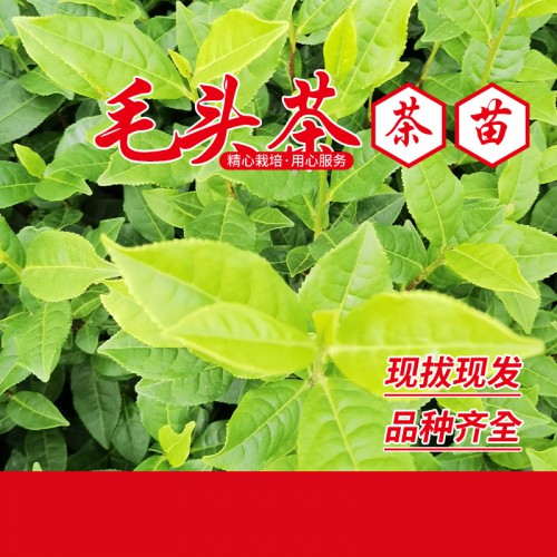 毛头茶叶苗
