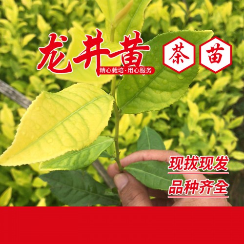 龙井黄茶苗 龙井黄茶叶苗