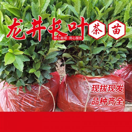 龙井长叶苗 龙井长叶茶苗
