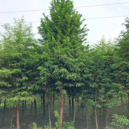 中山杉苗木批发 中山杉小苗