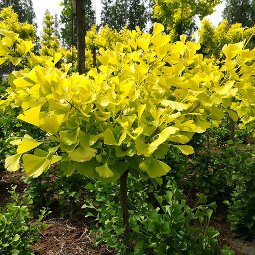 金叶水杉 金叶水杉小苗