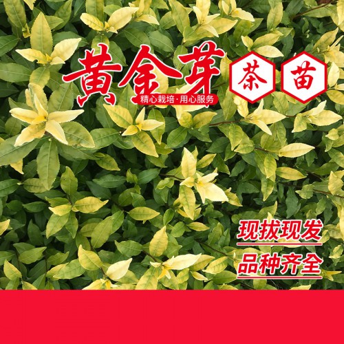 黄金芽 黄金芽茶苗