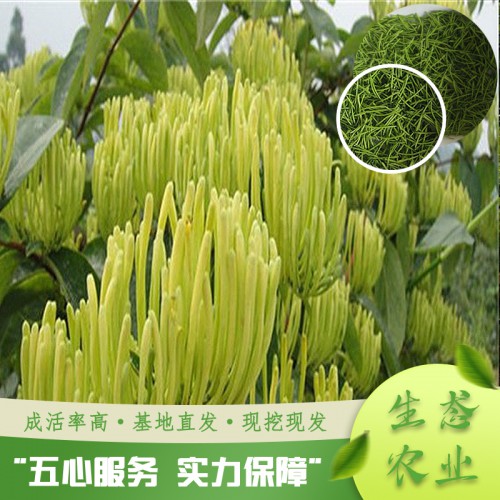 金银花苗 良种金银花苗