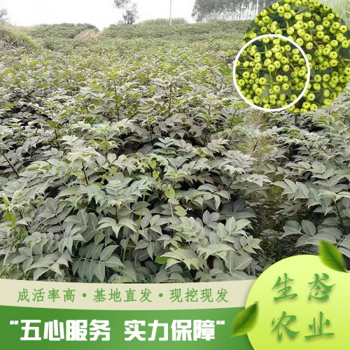 吴茱萸嫁接苗 吴茱萸批发直销
