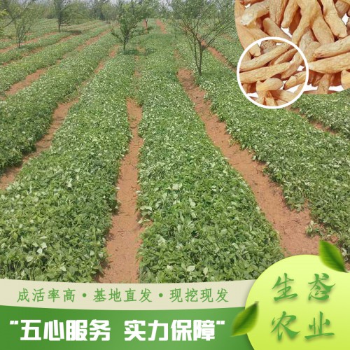 正宗太子参苗批发厂家