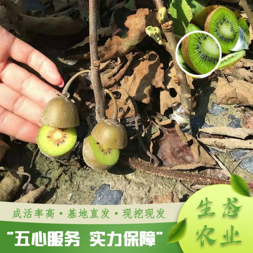 红心黄心猕猴桃苗 猕猴桃苗批发