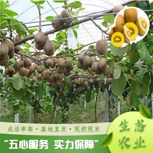 猕猴桃苗批发