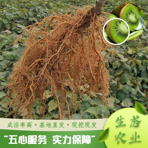 红心黄心猕猴桃苗 猕猴桃苗批发