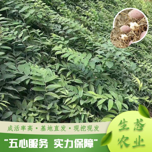 优质黄精种苗