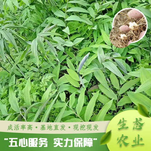 优质黄精种苗