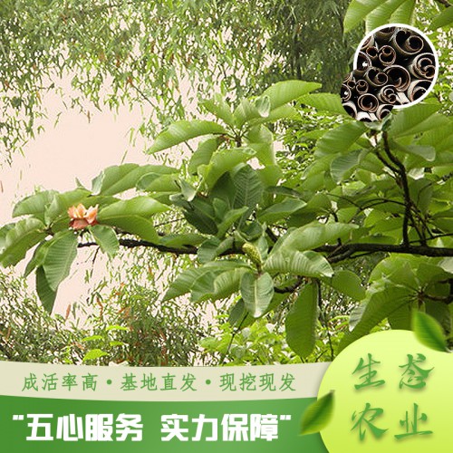 基地直销厚朴苗