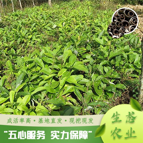 基地直销厚朴苗