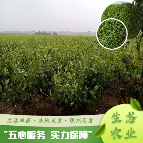 金银花苗批发 金银花优惠