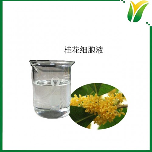 桂花细胞液 鲜桂花细胞液 桂花提取物