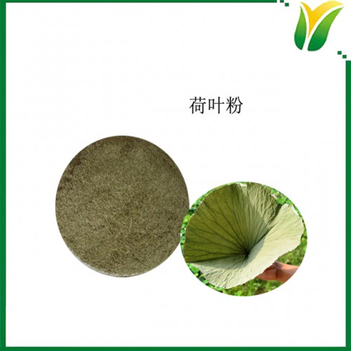 荷叶粉100目 荷叶生粉 干荷叶粉 植物提取物
