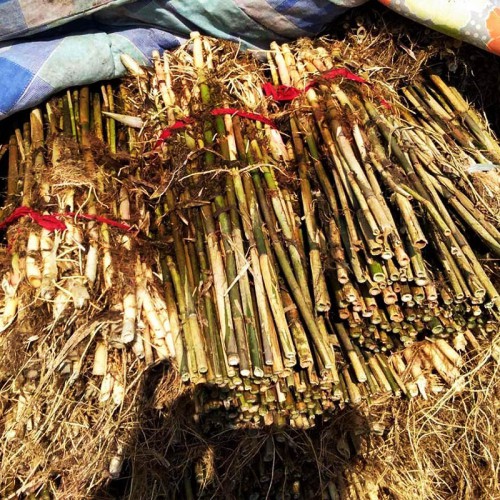 芦苇种苗 水生芦苇苗
