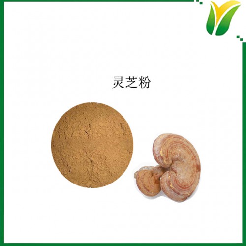 灵芝粉 灵芝生粉 灵芝粉 植物提取物