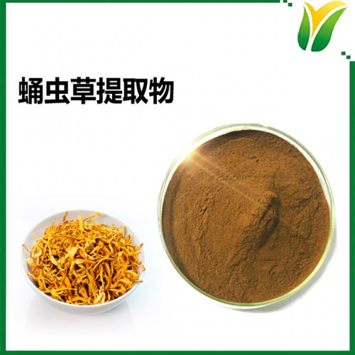蛹虫草提取物   北冬虫草植物提取物 蛹草多糖50%