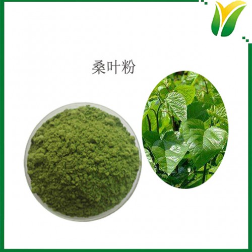 桑叶粉 脱水桑叶粉 桑树叶生粉 植物提取物